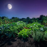 Un potager bio luxuriant sous une pleine lune éclatante dans un ciel étoilé, avec des tomates, choux, salades et herbes.
